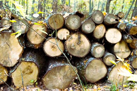 Background of sawn firewood in the autumn forest