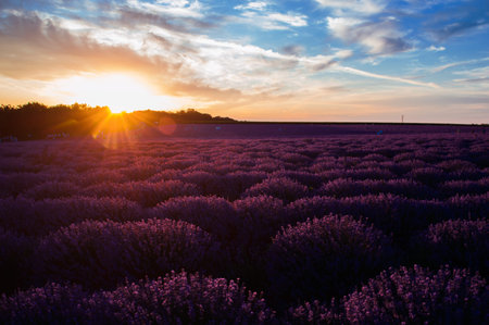 Lavender field at sunset with unusual colors.