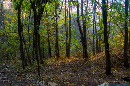Autumn in a city park with fallen leaves.の写真素材