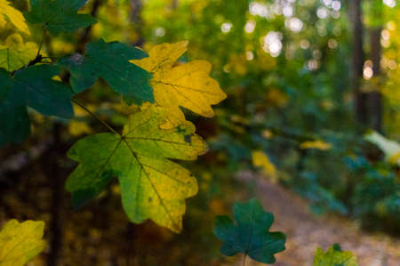 Yellow leaves in the autumn in the park.の写真素材