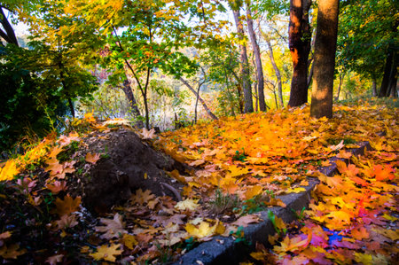 Orange leaves close-up in a park by the lake.