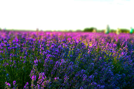 Lavender field in summer close-up shot.の写真素材
