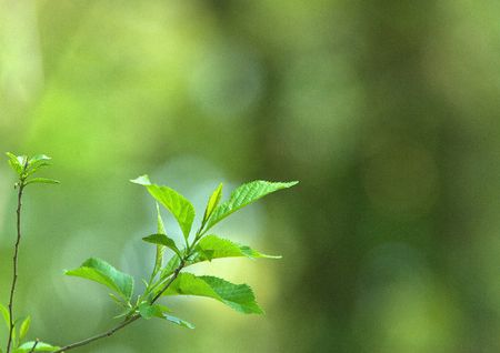 Natureの写真素材