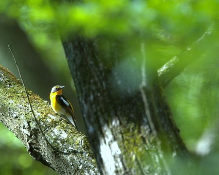 Narcissus Flycatcherの写真素材