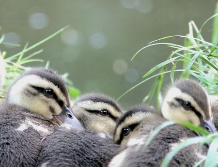 Spot-billed Duck's Babyの写真素材