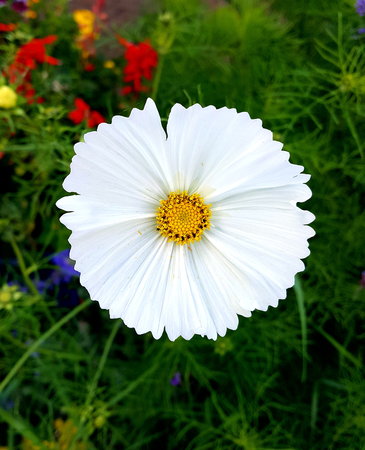Cosmos cupcake flowering in the late summer borderの写真素材