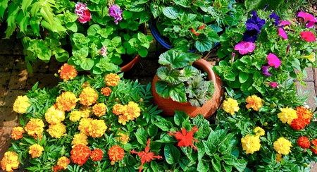 Containers full of summer bedding plantsの写真素材