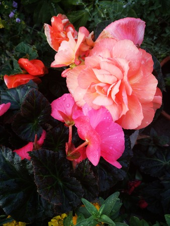 Pink and red begonia flowers in bloomの写真素材