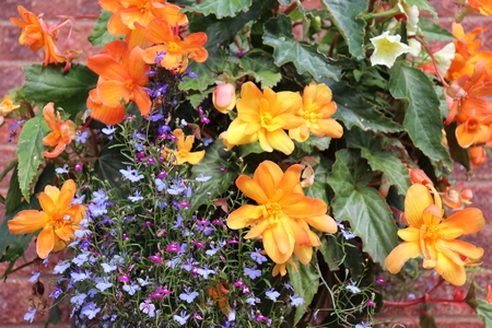 Begonia and lobelia combined to give a colorful displayの写真素材