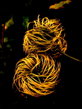 Clematis seed - heads emerging from the nightの写真素材