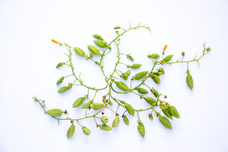 Green fruits of the Chilean Glory Vine isolated on a white background