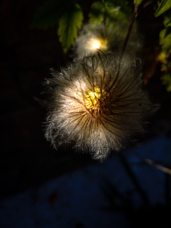 clematis seed-heads lit up at nightの写真素材