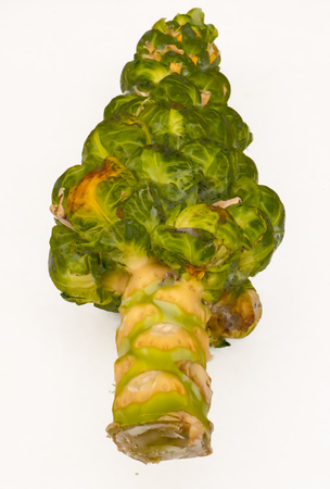 A head and stem of fresh raw and nutritious Brussels sproutsの写真素材