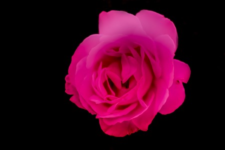 Soft and delicate pink rose isolated on a black backgroundの写真素材