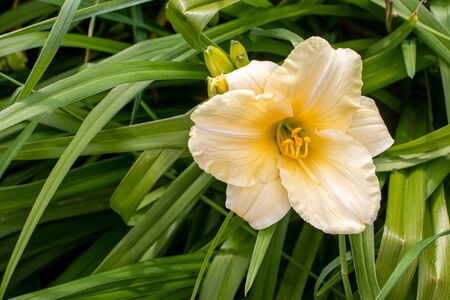 Hemerocallis cream flower against a foliage backgroundの写真素材