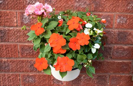 A white pot full of summer bedding plants against a red brick wallの写真素材