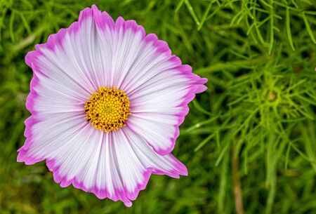 Close-up of a white and pink edged cosmos flowerの写真素材