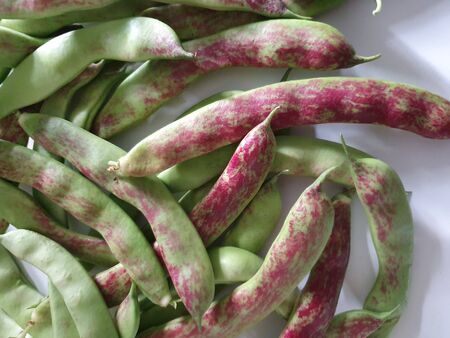 The pods of freshly picked red broad beans from the gardenの写真素材