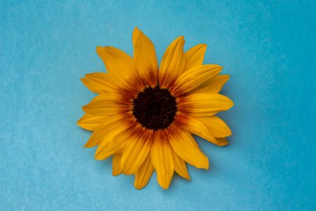One beautiful sunflower head isolated on a blue backgroundの写真素材