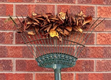 Fallen autumn leaves collected on a rake for compostingの写真素材