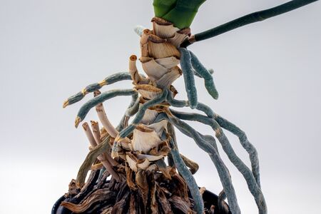 Close-up of the long roots of an orchid isolated on a white backgroundの写真素材