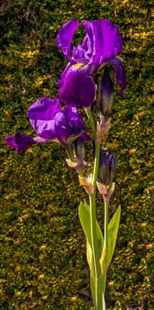 A purple iris in full bloomの写真素材