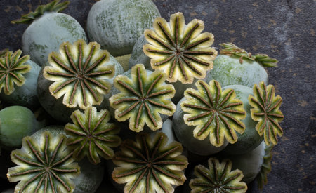 Top view of an arrangement of poppy heads that look like sea anemones