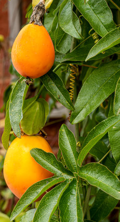 side view closeup of the fruits of the passion flowerの写真素材