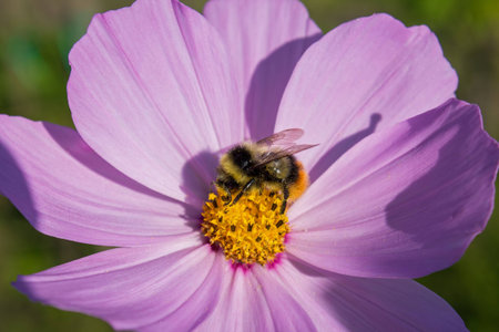 Bumblebee on a flower collecting pollen