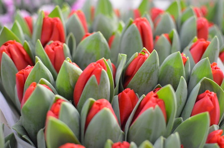 Beautiful red tulipsの写真素材