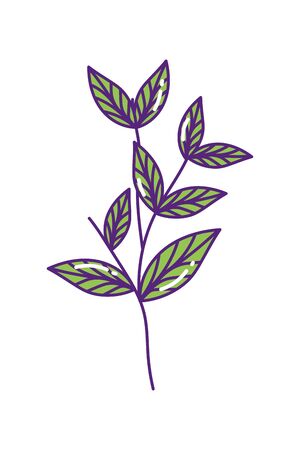 Isolated natural leaves design of Floral nature plant garden ornament botany decoration and life theme Vector illustrationのイラスト素材