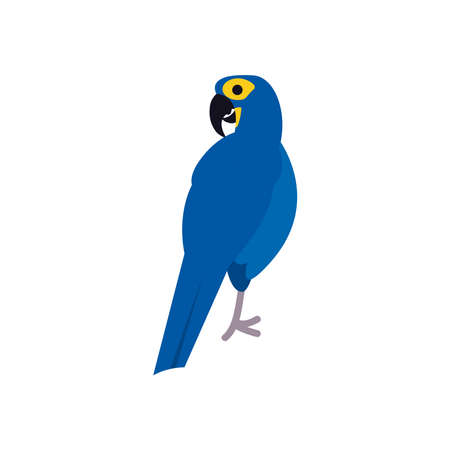blue macaw bird flat style icon design, Animal feather predator wildlife fight beak natural and latin america theme Vector illustrationのイラスト素材