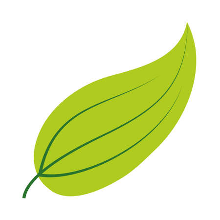 tropical leaf flat style icon design of Natural floral nature and plant theme Vector illustrationのイラスト素材
