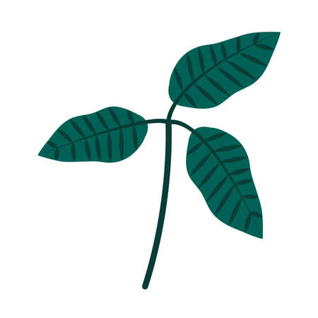 tropical leaf flat style icon design of Natural floral nature and plant theme Vector illustrationのイラスト素材