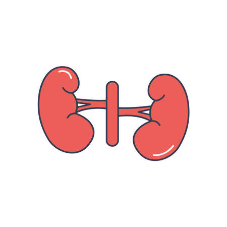 human body concept, kidneys icon over white background, line fill style, vector illustrationのイラスト素材