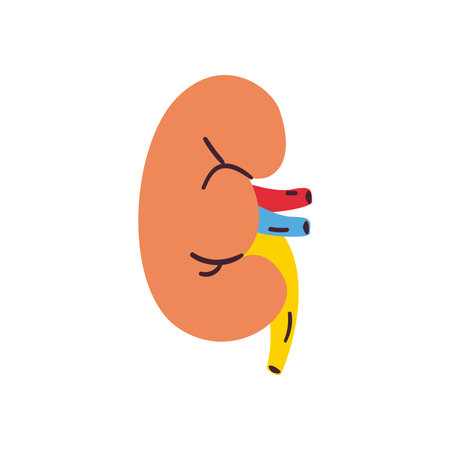 kidney free form style icon design, Human body person people health anatomy biology and science...