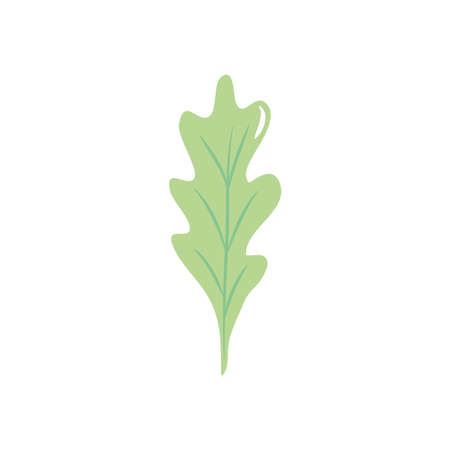autumn leaves concept, leaf of oak icon over white background, flat style, vector illustrationのイラスト素材