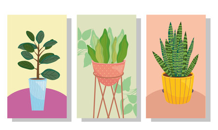 three plants inside pots in frames design of Floral nature garden and ornament theme Vector illustrationのイラスト素材