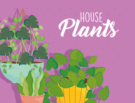 house plants inside pots on purple background design of Floral nature garden and ornament theme Vector illustrationのイラスト素材