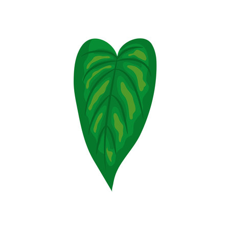 caladium leaf icon over white background, colorful design, vector illustrationのイラスト素材