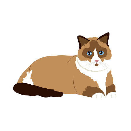 Cartoon ragdoll cat icon over white background, colorful desgin, vector illustrationのイラスト素材