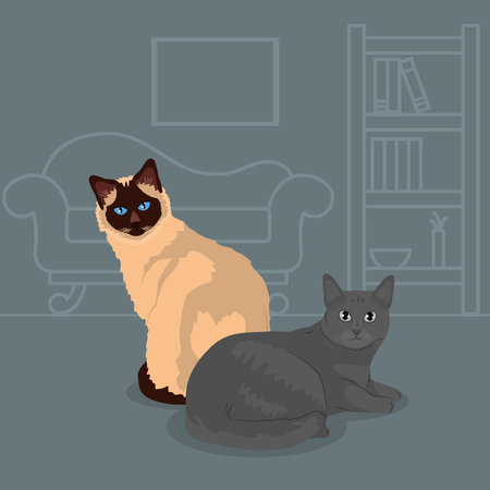 birman cat and gray cat over gray background, colorful design, vector illustrationのイラスト素材