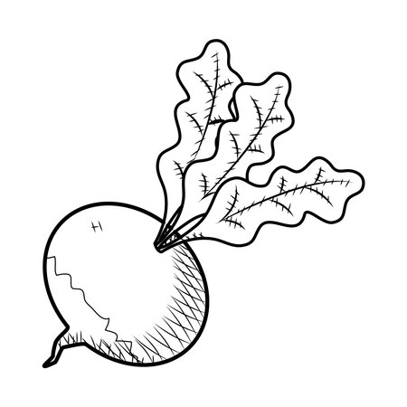 radish vegetable icon over white background, sketch style, vector illustrationのイラスト素材