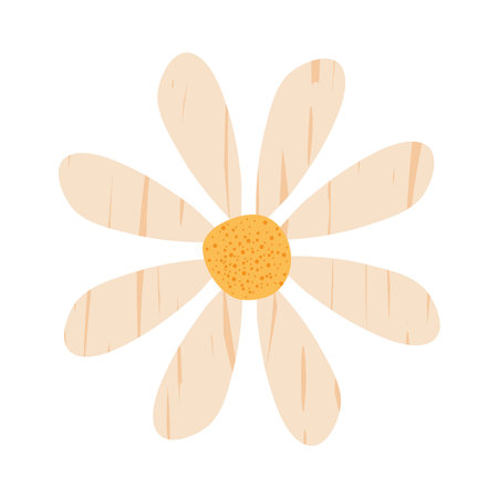 daisy flower on white backgroundのイラスト素材