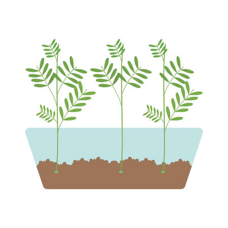 sprouting microgreens on white backgroundのイラスト素材