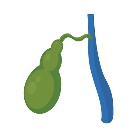 human gallbladder on white backgroundのイラスト素材