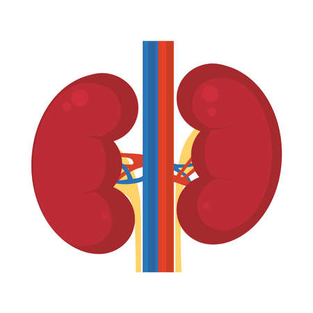 human kidneys on white backgroundのイラスト素材