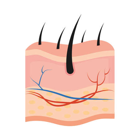 human skin on white backgroundのイラスト素材