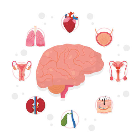 brain with human organs aroundのイラスト素材