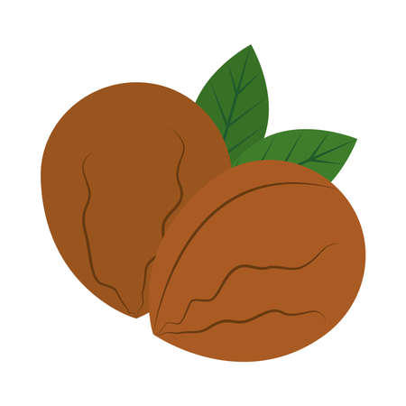 hazelnuts and leaves on backgroundのイラスト素材